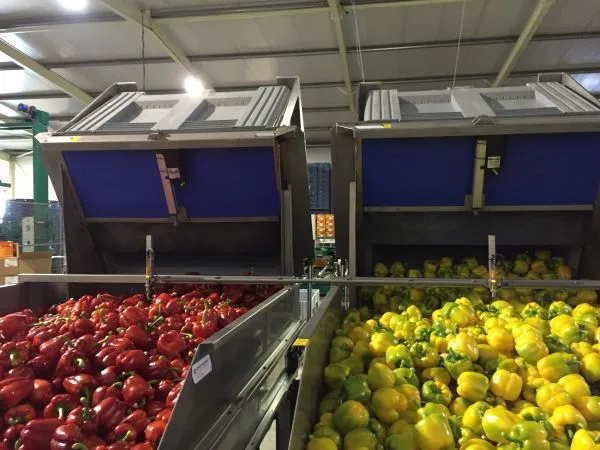 food conveyor belt in india